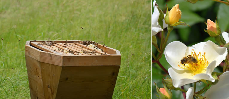 Honing uit eigen tuin 